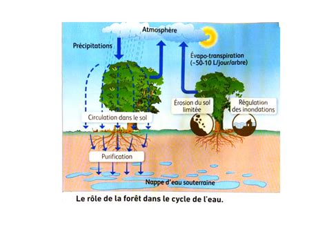 Calaméo Diaporama Ecosytème Forêt