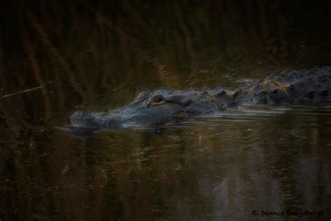 7771 American Alligator Anahuac Nwr Texas Dennis Skogsbergh