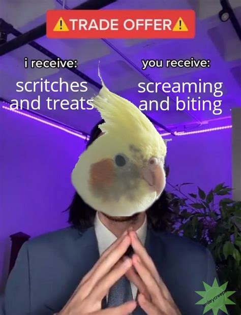 Hey It S Sawyer My Bitch Of A Cockatiel Whom I Love Meme Subido Por