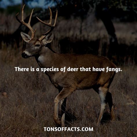 There is a species of deer that have fangs. #deer #deers #animals # ...