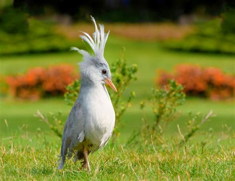 Biological invasions are major drivers of biodiversity loss - Earth.com