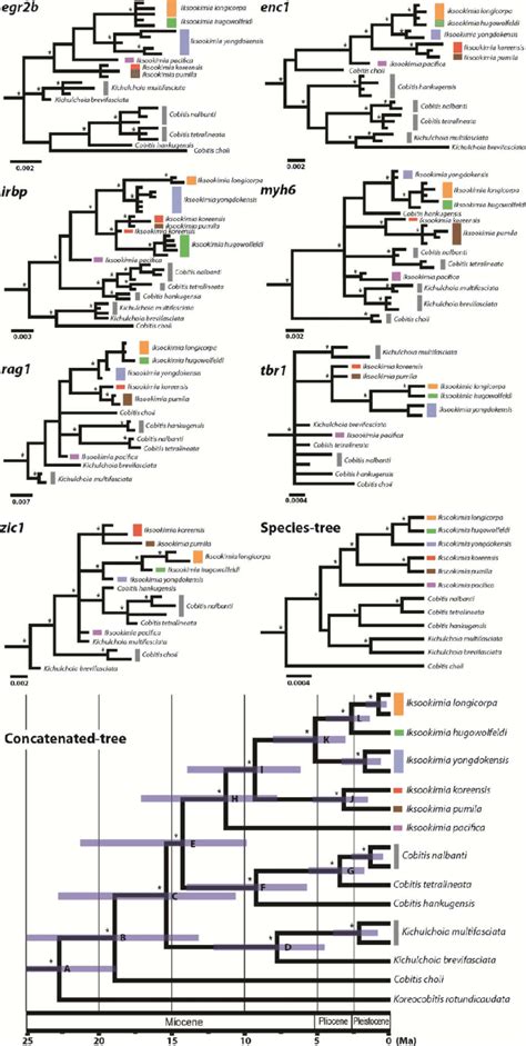 The 50 Majority Rule Consensus Gene Trees For The Individual Loci