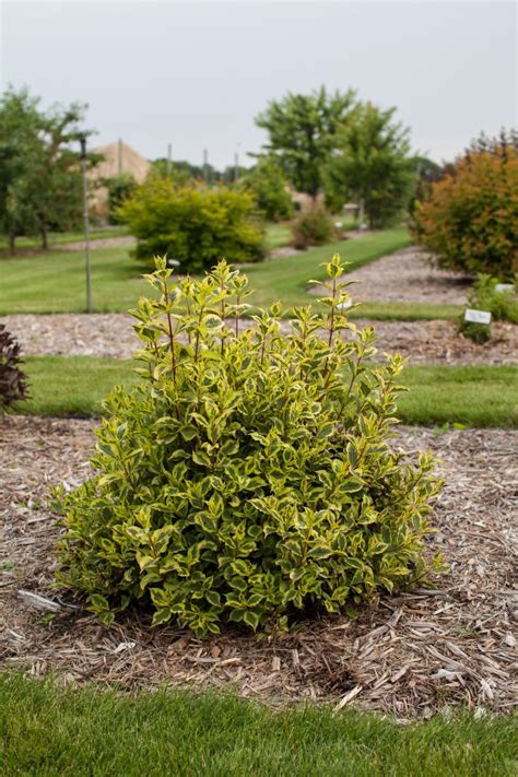 Rainbow Sensation Weigela Pahls Market Apple Valley Mn