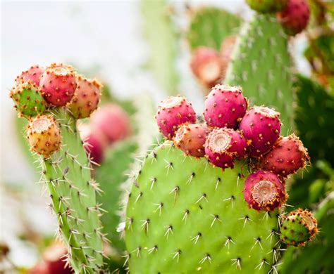 5 Edible Cacti And Succulents You Can Grow Indoors Modern Farmer