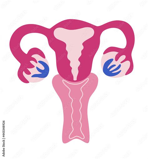 Beautiful Female Reproductive System Anatomical Female Uterus Ovaries