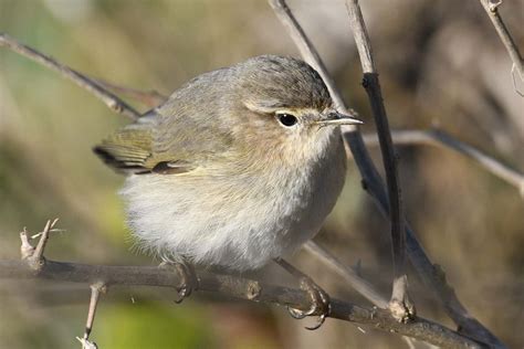 Monday 8th January 2024 Cornwall Birds CBWPS