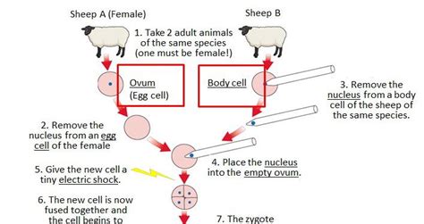 Lesson On Adult Cell Cloning Teaching Resources