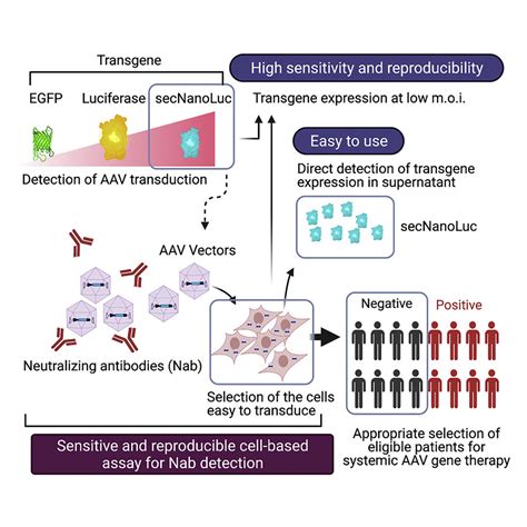 A Sensitive And Reproducible Cell Based Assay Via Secnanoluc To Detect Neutralizing Antibody