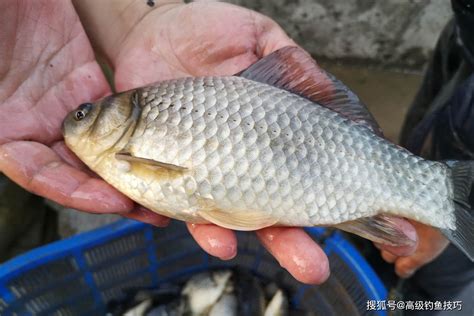 为什么野钓主播在野外钓鲫鱼时总能爆护？揭秘野钓主播的几种套路效果直播蚯蚓