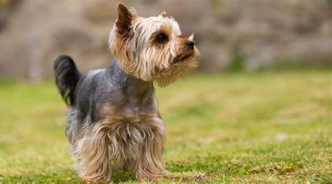 Yorkie Shedding How Much Do Yorkies Shed Canine Journal