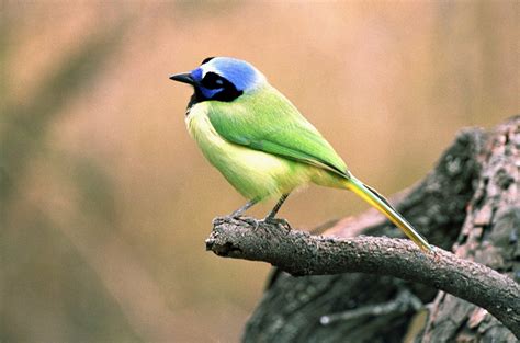 Beautiful Bird Sitting On Branch R Birds