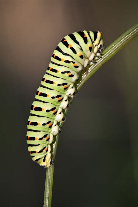 Papilio Machaon Larva Caterpillar Yellow Photography Larvae