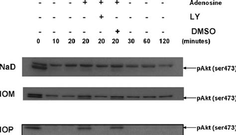 Adenosine Attenuates The Rcm Induced Dephosphorylation Of Akt Of Hk