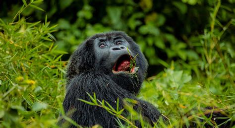 Volcanoes National Park Rwanda - Blessing Safaris