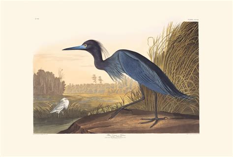 Audubon Havell Edition Pl 307 Blue Crane Or Heron By Oppenheimer