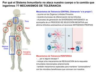 Misterios Del Sistema Inmunitario Como Protege Nuestro Cuerpo Ppt