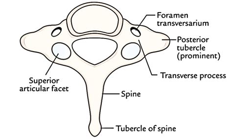 Cervical Vertebrae Earths Lab