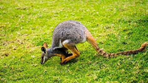 Rock-Wallaby Images – Browse 1,907 Stock Photos, Vectors, and Video ...