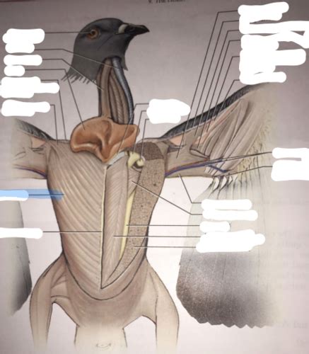 Bird Muscular System