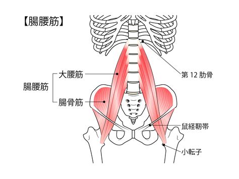 腸腰筋を鍛えるメリット。身体の土台からたくましくなる鍛え方とは？ 秘伝コミュニケーション専門家 ブログ