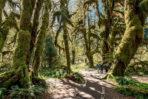 Hoh Rainforest in Olympic NP, WA | Mindful Adventure Travel from Recal