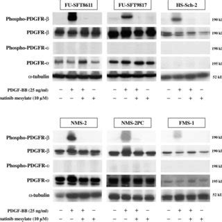 Effects Of Sirna Mediated Inhibition Of Pdgfr Expression On The