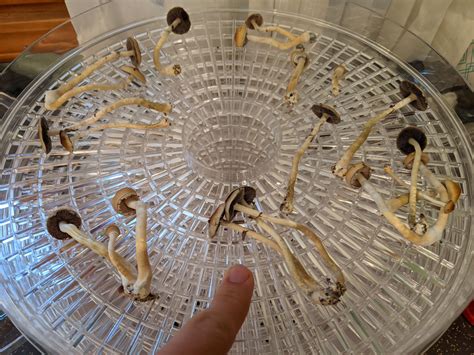 B Cubensis First Flush Thoughts Scrolller