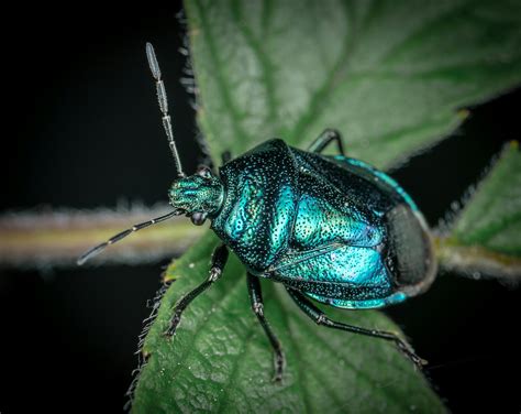 Blue and Black Beetle on Brown Wood · Free Stock Photo