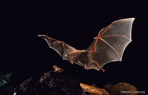 Bats Learn To Hunt by Eavesdropping on Mating Calls, Study Reveals