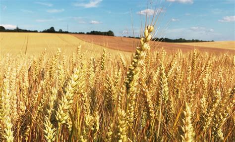 Algérie La Russie bat la France sur le marché de blé