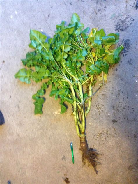 Tillage Radish | Page 3 | The Farming Forum