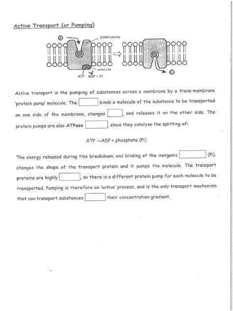 Active Transport Worksheet Fill In The Gaps Pdf