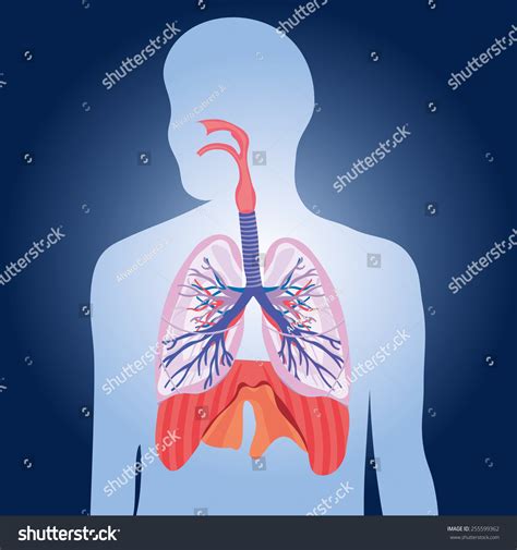 Respiratory System Lungs Vector Human Body Stock Vector Royalty Free 255599362 Shutterstock