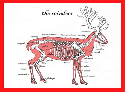 La Carte De V Ux De Squelette De Renne Carte De No L Unique Alternative