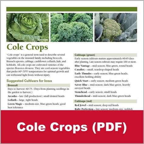 growing cole crops   home garden yard  garden