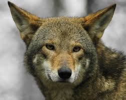 Media - Red Wolf Conservation