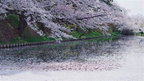 Cherry Blossoms By The Water Stock Image Image Of Water Reflection