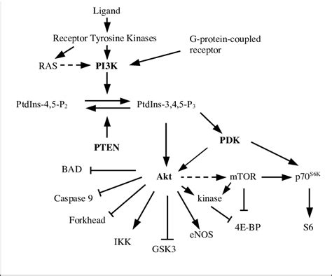 The Pi3kptenakt Pathway Gsk3 Glycogen Synthase 3 P70 S6k