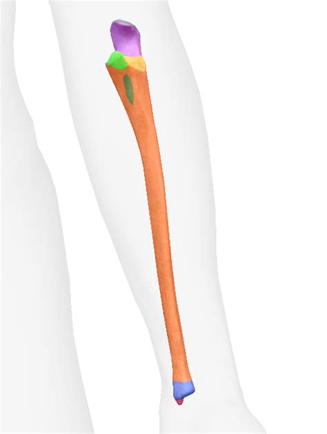 Ulna Bony Landmarks Diagram Quizlet