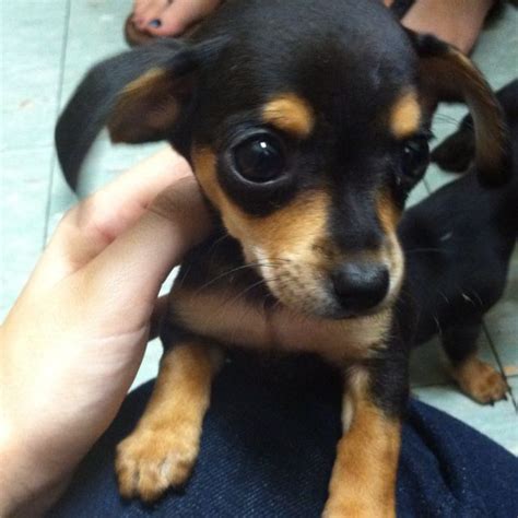 73+ Min Pin Chihuahua Mix Puppies For Sale Picture - Codepromos