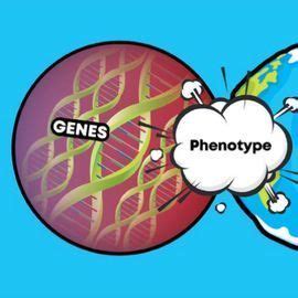 Genotype Vs Phenotype Eyes