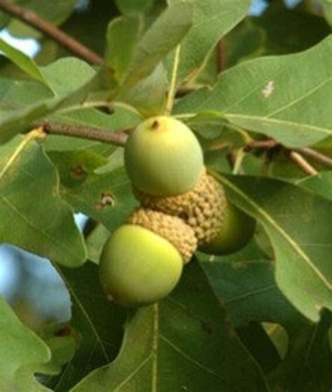 Swamp White Oak Tree Plant Now Etsy