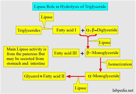 Understanding Lipase Assays In The Diagnosis Of, 53% OFF