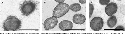 Pdf Role Of The Streptococcus Suis Serotype 2 Capsular Polysaccharide