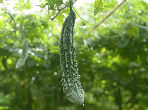 Gourd - Bitter melon seeds - Heirloom Seeds Canada