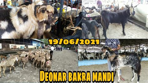 Deonar Bakra Mandi 🐐🐐al Ansar Goats 1962021 Ayaaz Ansari Contact