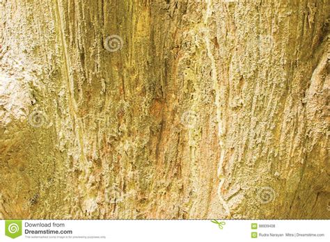 Texture Of Tree Trunk Stock Photo Image Of Brown Rough 98939408