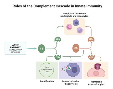 Lectin Pathway of the complement system