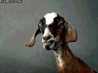 Funny Goat Gif - Funny Memes Mania