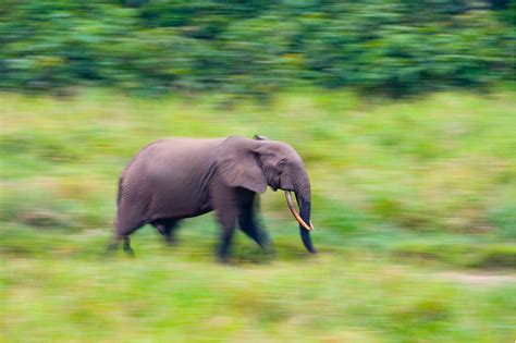 African Forest Elephant — Global Conservation